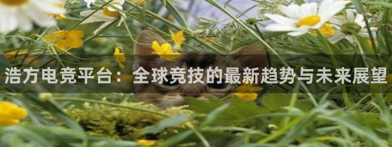 MK电竞电竞官网app下载