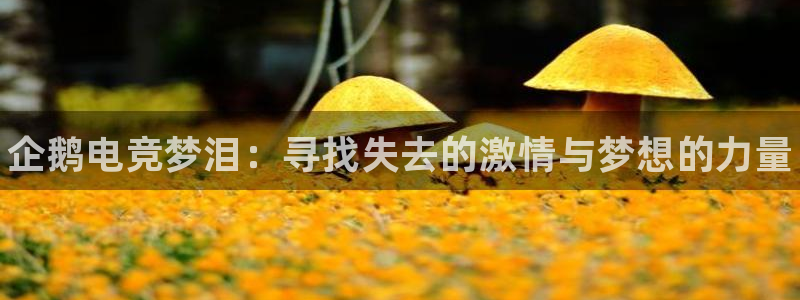 MK电竞电竞超玩家包宿多少钱